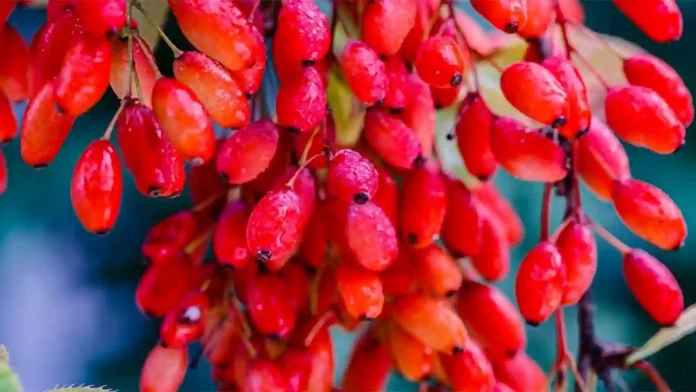 La Planta que Controla el Azúcar en Sangre: Guía de la Berberina 🌿