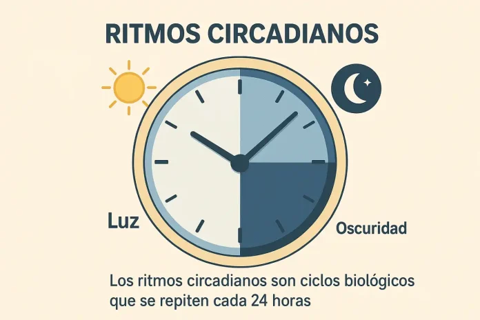 ¿Qué son los Ritmos Circadianos? ⏰ Guía de tu Reloj Biológico Una infografía de un reloj biológico que explica qué son los ritmos circadianos y su conexión con el ciclo de luz y oscuridad.