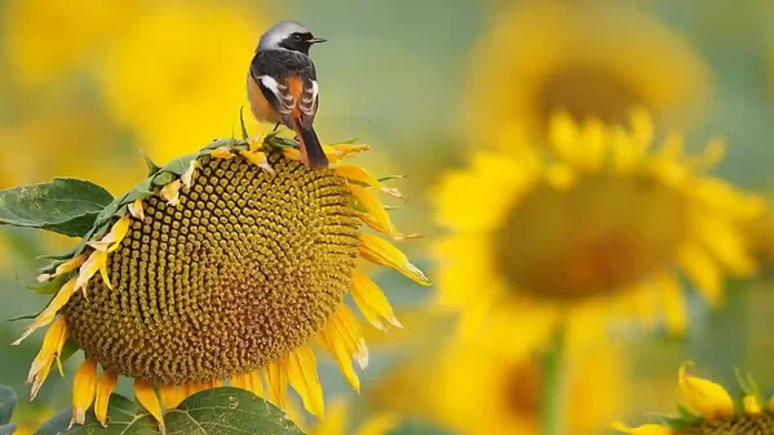 Cómo se Activan las Semillas de Girasol y Otros Frutos Secos: Guía Completa