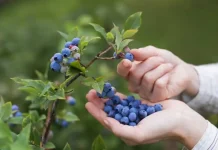 ¿Cuál es la Fruta que Activa el Cerebro en 4 Días? La Verdad Científica