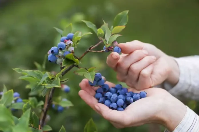 ¿Cuál es la Fruta que Activa el Cerebro en 4 Días? La Verdad Científica