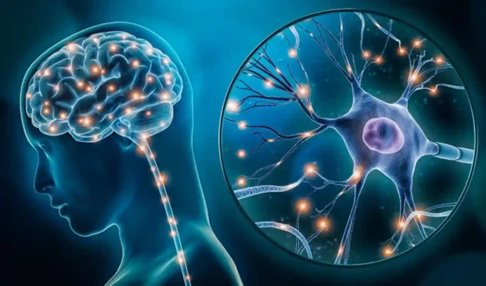 ¿Cuáles Son los Nootrópicos Naturales? El Top 5 que Sí Funciona para tu Cerebro