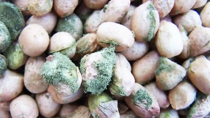 ¿Cómo Puedo Prevenir las Aflatoxinas? La Guía Definitiva para Proteger tu Salud