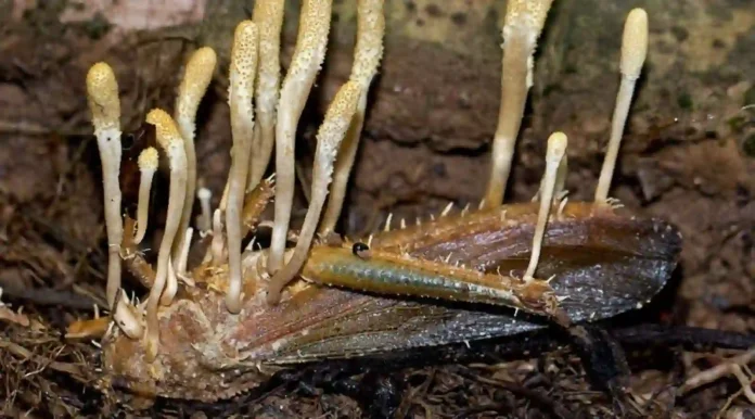 ¿Para Qué Sirve el Hongo Cordyceps? La Guía del Potenciador de Energía Natural ⚡️