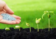 Cómo Activar Semillas para Germinar: La Guía para Despertar su Poder Nutricional