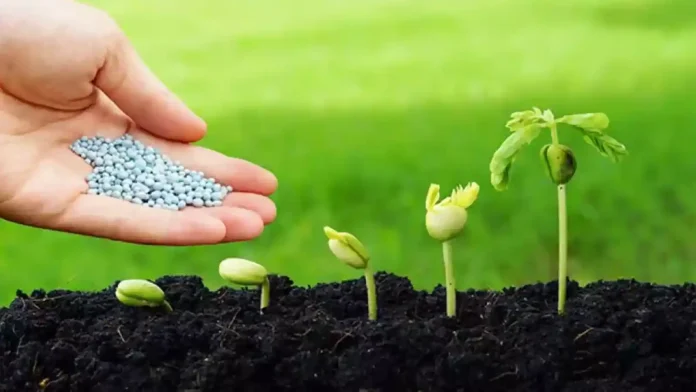 Cómo Activar Semillas para Germinar: La Guía para Despertar su Poder Nutricional
