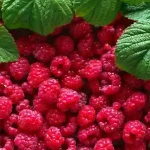 Frambuesas Antioxidantes: El Pequeño Fruto con un Poder Gigante para tu Salud