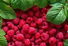 Frambuesas Antioxidantes: El Pequeño Fruto con un Poder Gigante para tu Salud Frambuesas Antioxidantes: El Pequeño Fruto con un Poder Gigante para tu Salud